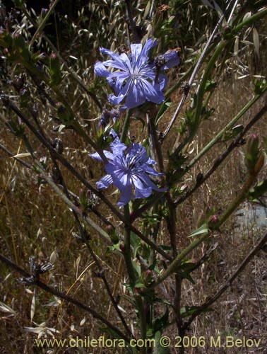 Фотография Cichorium intybus (Chicorea / Achicoria). Щелкните, чтобы увеличить вырез.