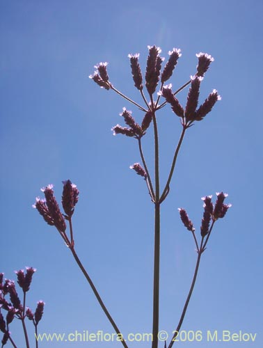 Verbena litoralis的照片