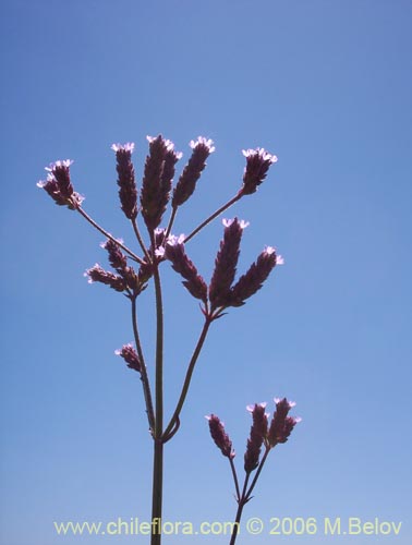 Фотография Verbena litoralis (Verbena). Щелкните, чтобы увеличить вырез.