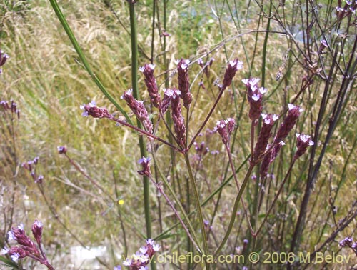 Imágen de Verbena litoralis (Verbena). Haga un clic para aumentar parte de imágen.