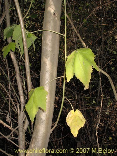 Image of Corynabutilon vitifolium (Huella). Click to enlarge parts of image.