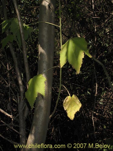 Фотография Corynabutilon vitifolium (Huella). Щелкните, чтобы увеличить вырез.