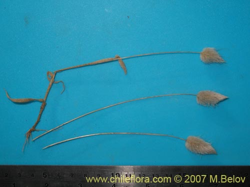 Image of Poaceae sp. #1745 (). Click to enlarge parts of image.