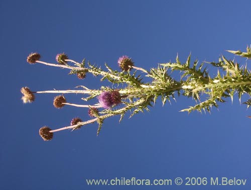 Фотография Cynara cardunculus (Cardo penquero / Cardo de castilla). Щелкните, чтобы увеличить вырез.