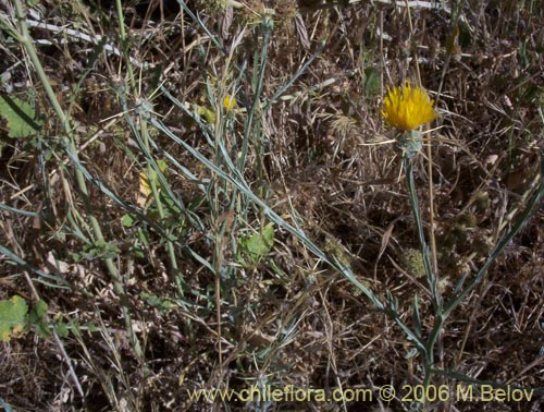 Фотография Centaurea solstitialis (Abrepuño amarillo). Щелкните, чтобы увеличить вырез.
