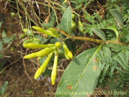 Image of Cestrum parqui (Palqui / Parqui / Hediondilla). Click to enlarge parts of image.