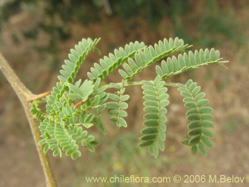 Imágen de Acacia caven (Espino / Aromo). Haga un clic para aumentar parte de imágen.