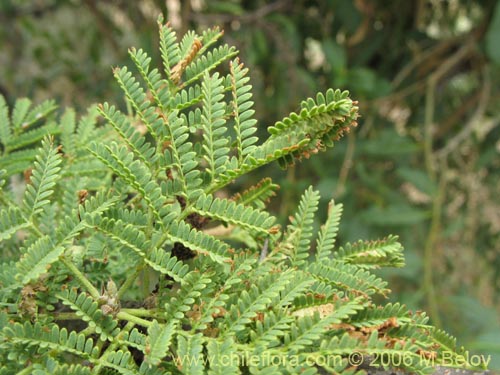 Image of Acacia caven (Espino / Aromo). Click to enlarge parts of image.