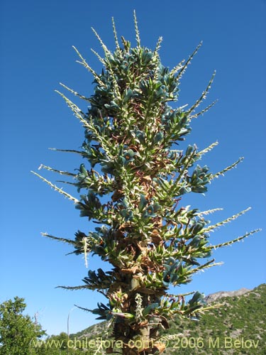 Image of Puya berteroniana (Puya / Chagual / Cardon / Magüey). Click to enlarge parts of image.