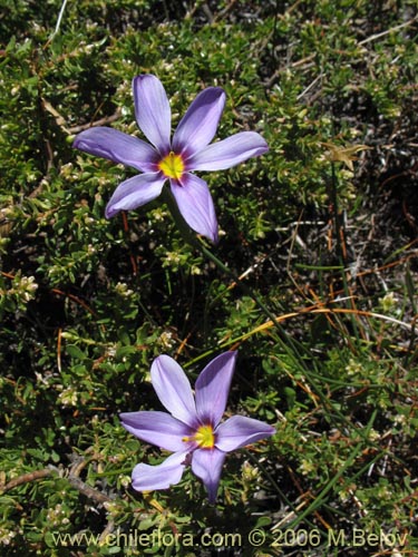 Bild von Solenomelus segethii (Clavelillo azul). Klicken Sie, um den Ausschnitt zu vergrössern.