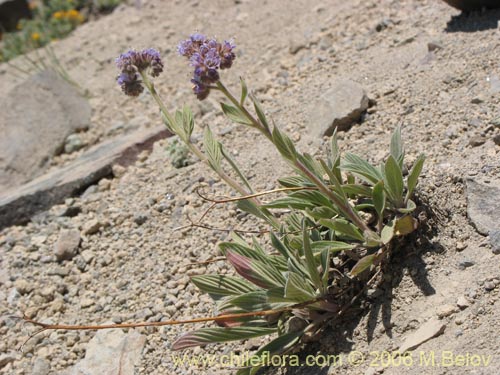 Фотография Phacelia secunda (Flor de la cuncuna). Щелкните, чтобы увеличить вырез.