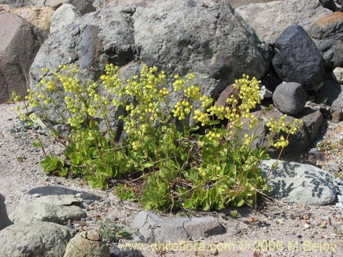 Image of Calceolaria paralia (Capachito de las vegas / topa-topa). Click to enlarge parts of image.