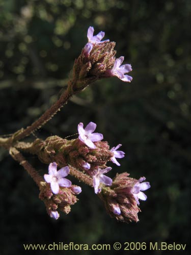 Verbena litoralisの写真