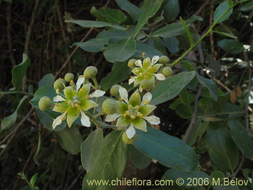 Image of Quillaja saponaria (Quillay). Click to enlarge parts of image.