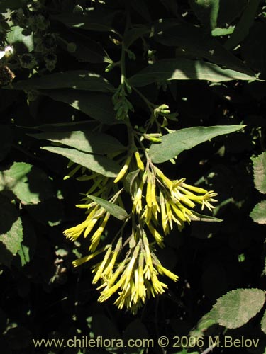 Image of Cestrum parqui (Palqui / Parqui / Hediondilla). Click to enlarge parts of image.