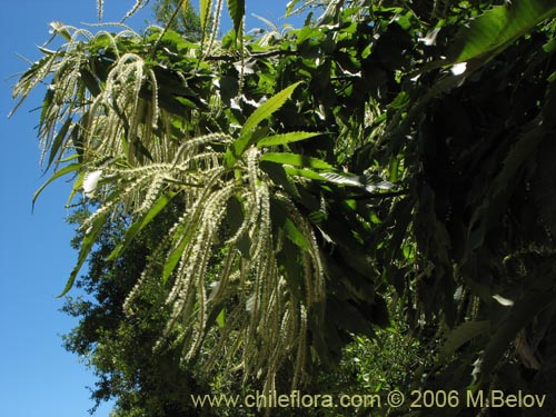 Image of Castanea sativa (). Click to enlarge parts of image.