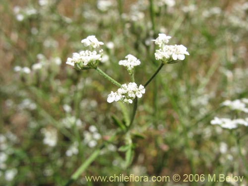 Image of Unidentified Plant sp. #2278 (). Click to enlarge parts of image.