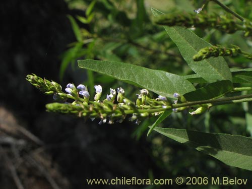 Psoralea glandulosa의 사진