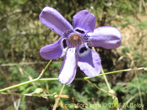Image of Conanthera trimaculata (Pajarito del campo). Click to enlarge parts of image.
