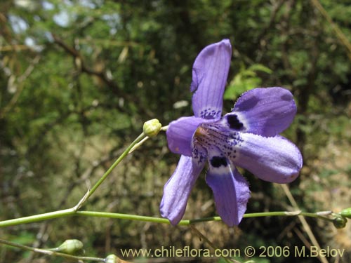 Imágen de Conanthera trimaculata (Pajarito del campo). Haga un clic para aumentar parte de imágen.