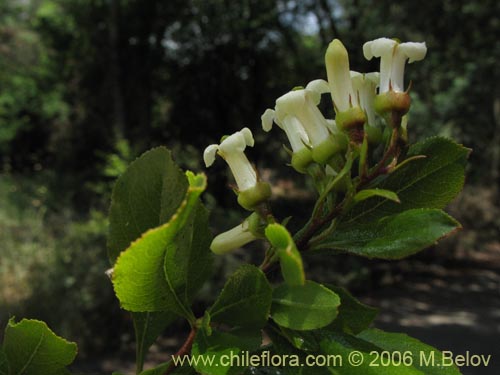 Image of Escallonia leucantha (Siete camisas / Luncillo / Ñipa blanca). Click to enlarge parts of image.