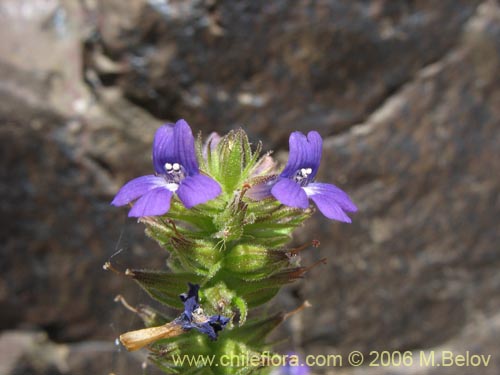 Image of Stemodia durantifolia (Contrayerba). Click to enlarge parts of image.