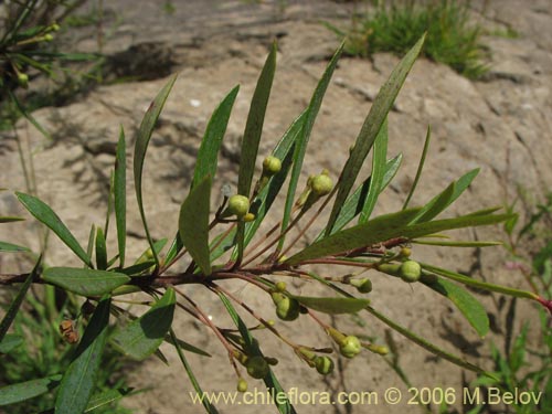 Image of Myrceugenia lanceolata (Myrceugenia de hojas largas / Arrayancillo). Click to enlarge parts of image.