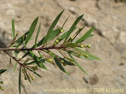 Myrceugenia lanceolata的照片