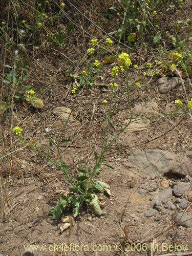 Image of Brassica campestris (Yuyo). Click to enlarge parts of image.