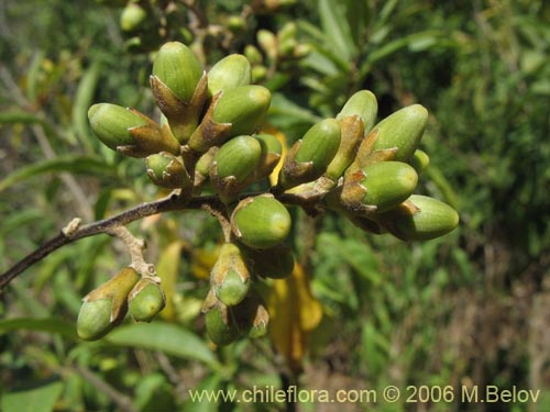 Bild von Cestrum parqui (Palqui / Parqui / Hediondilla). Klicken Sie, um den Ausschnitt zu vergrössern.