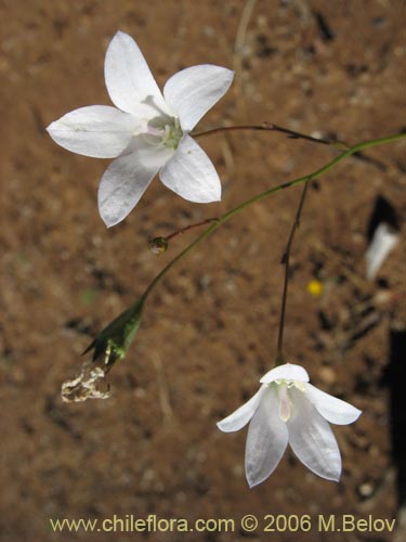 Imágen de Wahlenbergia linarioides (Uña-perquen). Haga un clic para aumentar parte de imágen.