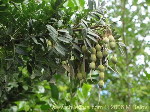 Sophora macrocarpaの写真