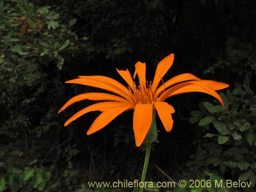 Фотография Mutisia decurrens (Clavel del campo anaranjado). Щелкните, чтобы увеличить вырез.