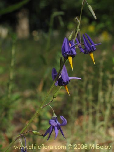 Bild von Conanthera bifolia (Pajarito del campo / Flor de la viuda). Klicken Sie, um den Ausschnitt zu vergrössern.