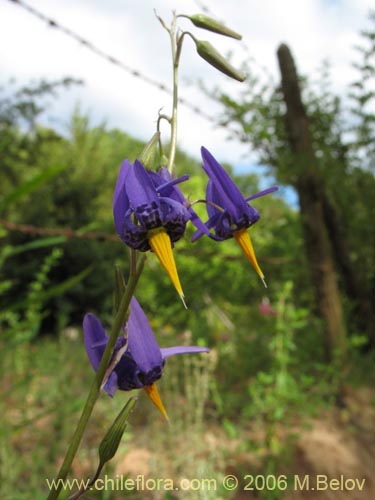 Image of Conanthera bifolia (Pajarito del campo / Flor de la viuda). Click to enlarge parts of image.