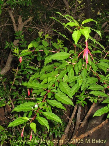 Imágen de Fuchsia magellanica (Chilco / Chilca / Palo blanco). Haga un clic para aumentar parte de imágen.