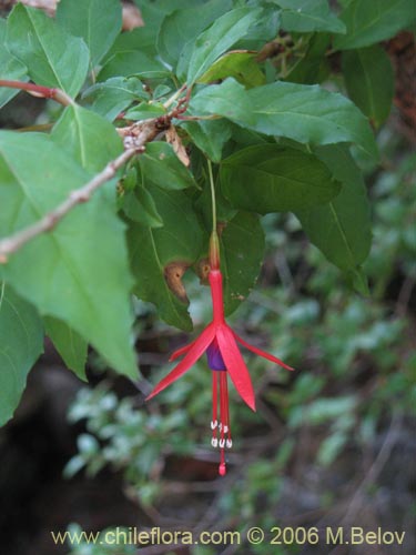 Fuchsia magellanica의 사진
