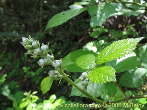 Imágen de Rubus ulmifolius (Zarzamora / Mora). Haga un clic para aumentar parte de imágen.