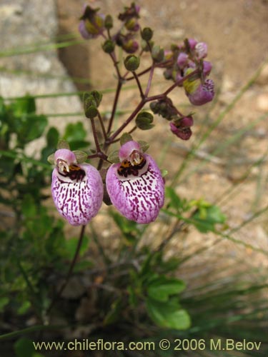 Фотография Calceolaria cana (Salsilla / Zarcilla). Щелкните, чтобы увеличить вырез.