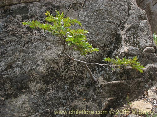 Image of Nothofagus dombeyi (Coihue / Coige). Click to enlarge parts of image.