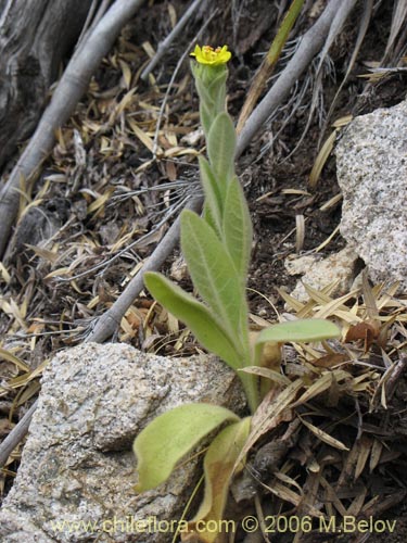Image of Unidentified Plant sp. #2276 (). Click to enlarge parts of image.