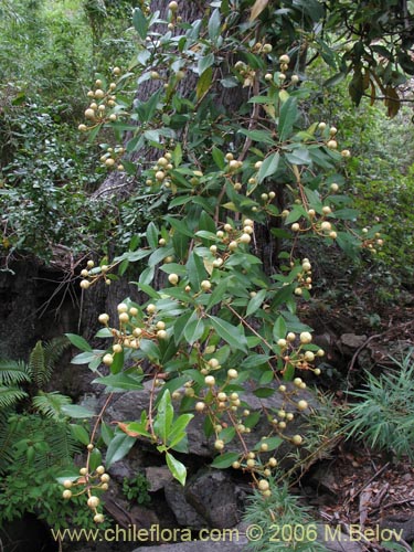 Фотография Hydrangea serratifolia (Canelilla / Voqui naranjo / Voqui paulun). Щелкните, чтобы увеличить вырез.