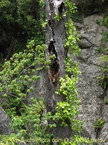 Hydrangea serratifolia的照片