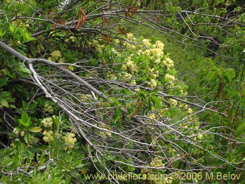 Hydrangea serratifolia的照片