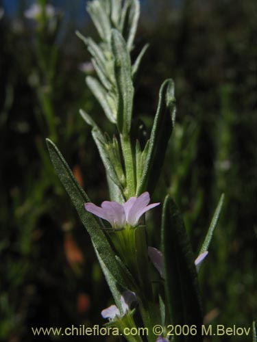 Image of Unidentified Plant sp. #2370 (). Click to enlarge parts of image.