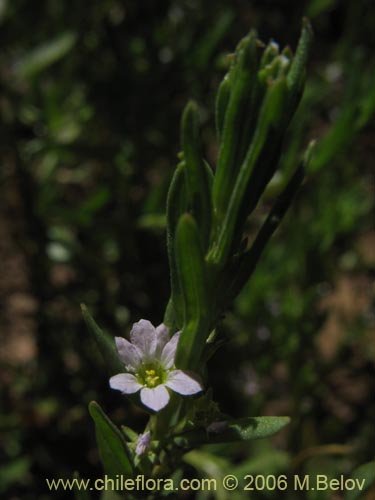 Image of Unidentified Plant sp. #2370 (). Click to enlarge parts of image.