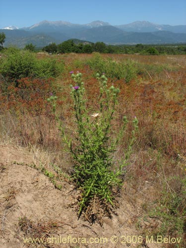 Фотография Cirsium vulgare (Cardo negro). Щелкните, чтобы увеличить вырез.