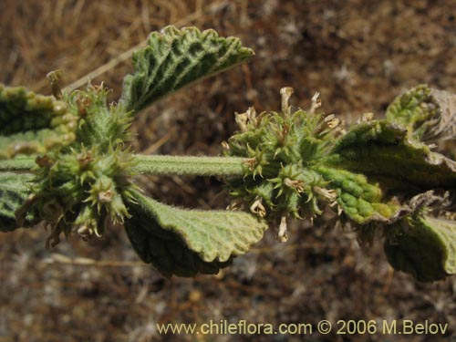 Image of Marrubium vulgare (Toronjil cuyano). Click to enlarge parts of image.