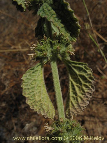 Image of Marrubium vulgare (Toronjil cuyano). Click to enlarge parts of image.