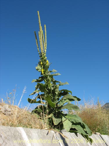 Verbascum thapsus的照片